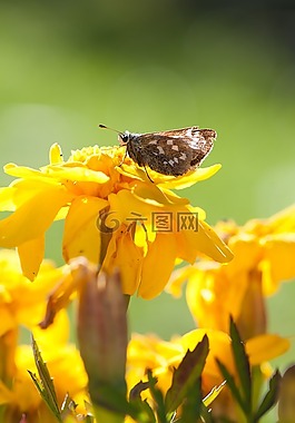 蝴蝶,花,昆蟲