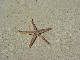 海星,海滩,沙