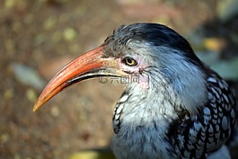 橙色喙,野生鳥類,克魯格國家公園