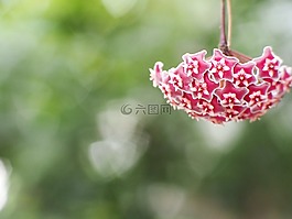 花,自然,開花