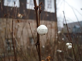 布什,knallerbsen,秋季