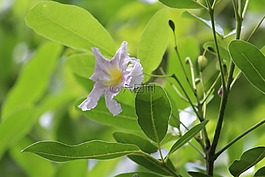 花,特寫,白
