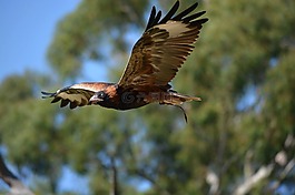 鳥,野生動物,自然