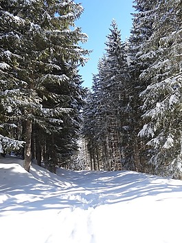 雪,冬季,陰影