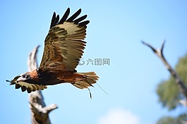 鳥,野生動(dòng)物,自然
