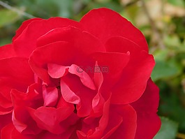 玫瑰,花,粉紅色