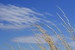 農(nóng)業(yè),藍色,云