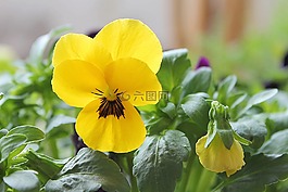 潘茜,黃色,春天