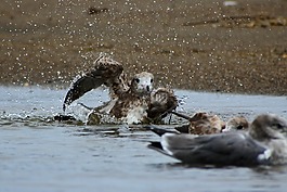 動物,海,海灘