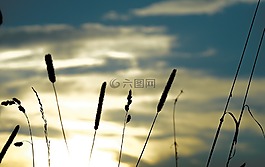 草,日落,景觀
