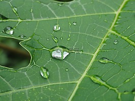 葉子,葉,植物