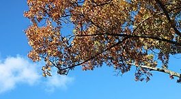 樹,秋,葉子