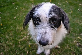 動物,狗,寵物