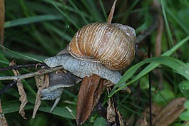 蝸牛,草,海螺