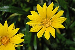 雛菊,花,植物區(qū)系