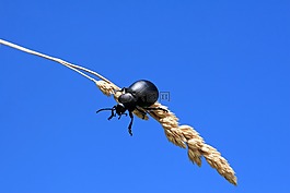 農(nóng)業(yè),動(dòng)物,節(jié)肢動(dòng)物