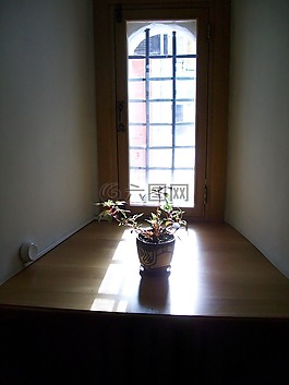 花,太陽,窗口