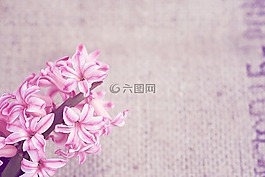 花,鮮花,粉紅色