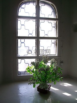 花,太陽,窗口