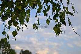 板,天空,樹