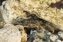 蟹,spogebob,海洋