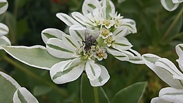 木柵,鮮花,花園