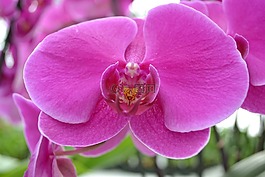 蘭花,粉紅色,花