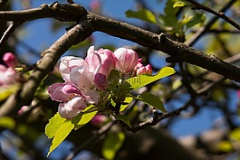 蘋果花,蘋果樹,芽
