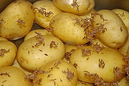 土豆,馬鈴薯,吃