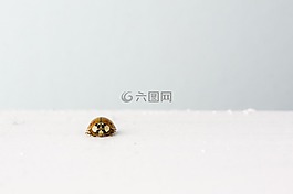 瓢蟲,瓢蟲甲蟲,幸運(yùn)的魅力