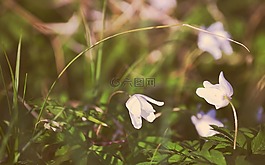春天,花卉,性質(zhì)