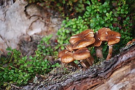 性質(zhì),森林,蘑菇