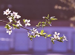 春天,花,樹