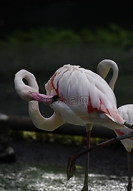 鳥(niǎo),火烈鳥(niǎo),動(dòng)物園