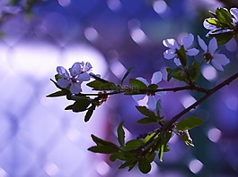 春天,花,樹