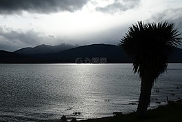 棕櫚,剪影,湖