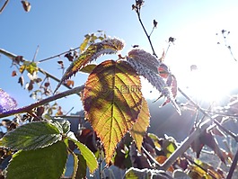 brombeerlaub,太陽,弗羅斯特
