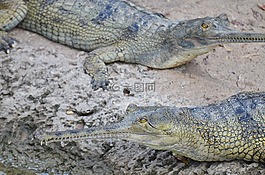 長吻鄂,鱷魚,爬行動物