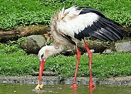 鸛,鳥,動(dòng)物