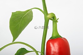 食欲,香蕉,卡路里