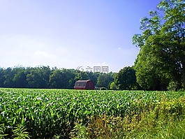 農(nóng)場,農(nóng)村,玉米田