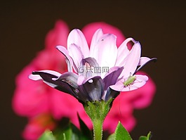 花,紅色,春