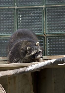 浣熊,動(dòng)物,動(dòng)物園