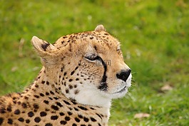 獵豹,貓,性質
