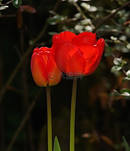 郁金香,鮮花,春天