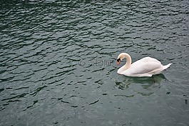 天鵝,湖,鳥
