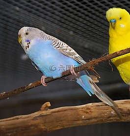 鳥,便宜,一起