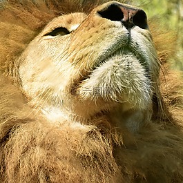 獅子,非洲,動(dòng)物園