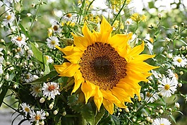 向日葵,太陽花,黃色