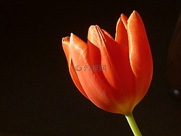 郁金香,紅色,春天